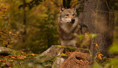 Schwerwiegende Krankheit: Wolf wurde erlöst