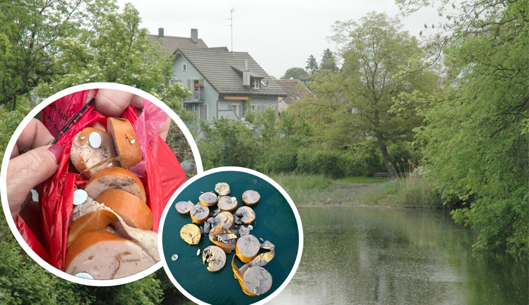 Auch am Chäsiweiher in St. Margrethen wurden Köder, welche mit Reissnägel oder Gift versetzt wurden, gefunden.