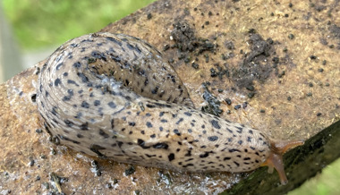 Der Tigerschnegel, die Raubkatze unter den Schnecken