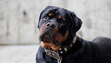 Rottweiler in Transportbox gehalten: Junger Mann zieht Einsprache gegen Strafbefehl zurück