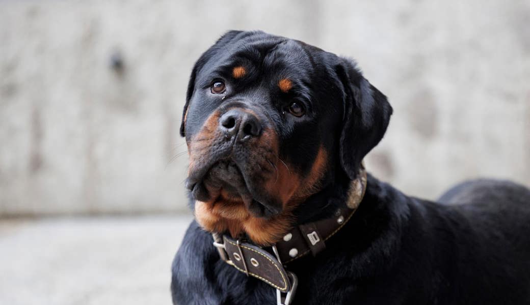 Rottweiler in Transportbox gehalten: Junger Mann zieht Einsprache gegen Strafbefehl zurück