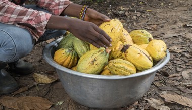 Kakaokrise eskaliert: Lindt-Schoggi in der Schweiz wird «massiv teurer»