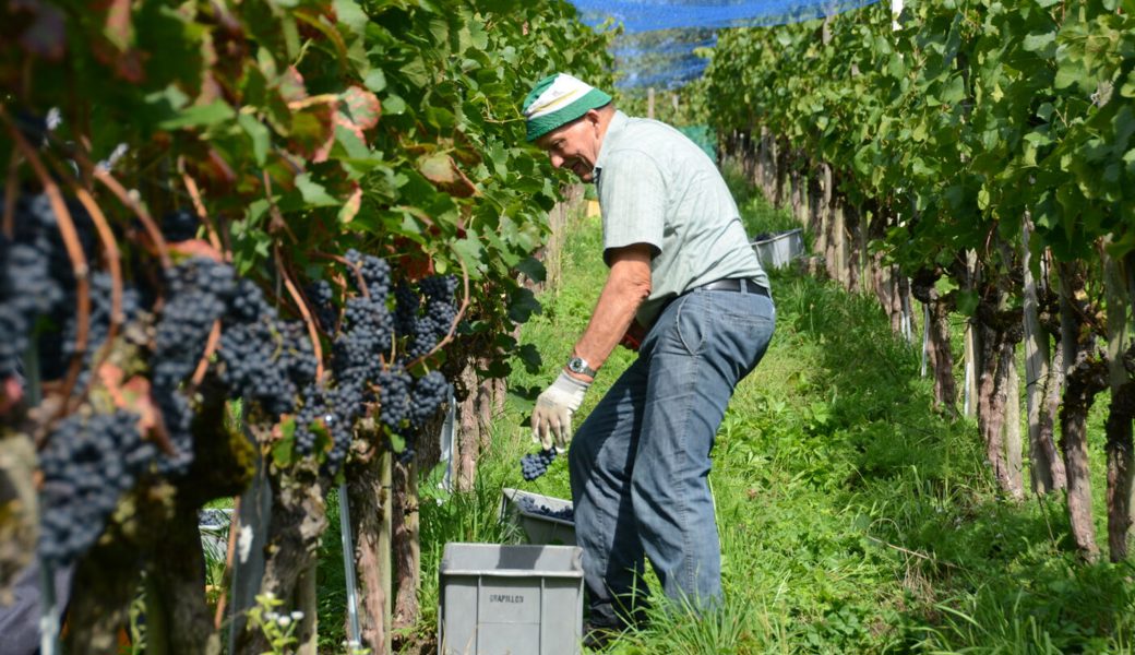  Die Weinlese begann in diesem Jahr aussergewöhnlich früh. 