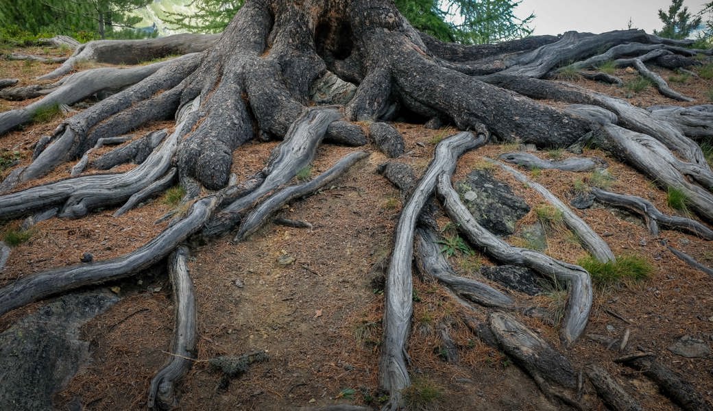 Wer mit offenen Augen durch den Wald geht, sieht beeindruckende Baumwurzeln.