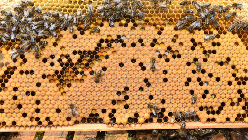 Wabe im April, gedeckelte Brut und Zellen farbigem Pollen.