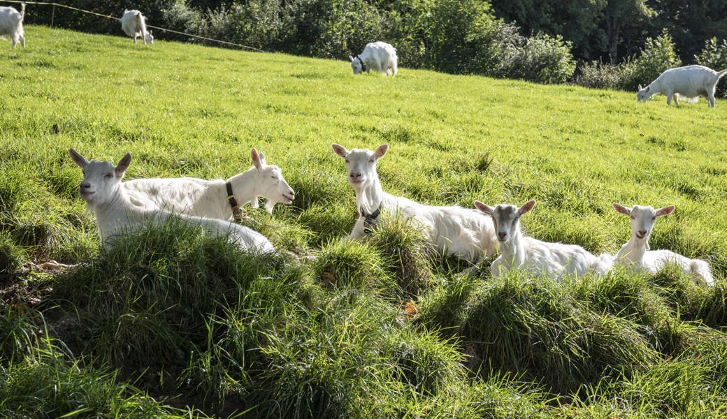 Eine Tierhalterin aus dem Obertoggenburg besitzt insgesamt zwölf Ziegen. Das Veterinäramt befand, dass sechs davon zu mager seien.