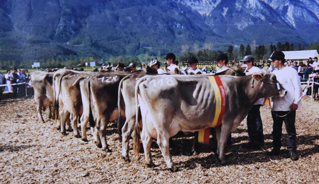 Kuh Hopfe der kantonalen Strafanstalt Saxerriet als Gesamtsiegerin der Jubiläumsschau 1998 (vorne).