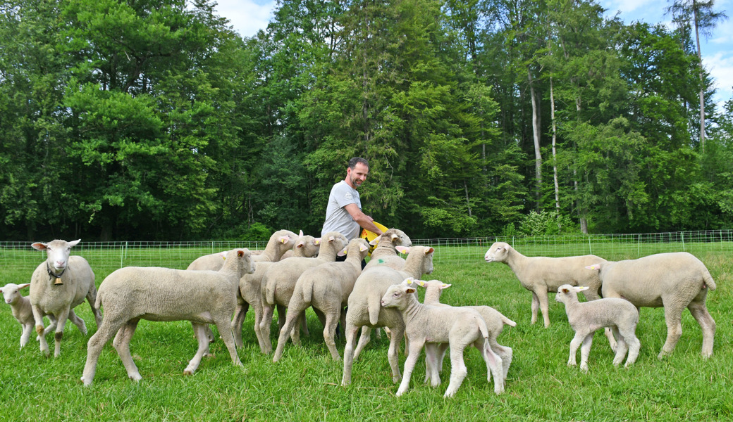 Schafzucht – ein Hobby, das abverlangt aber auch zurückgibt